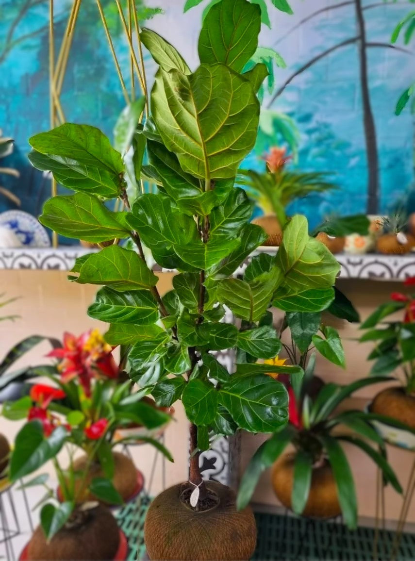 Ficus Elástica Caucho Negro