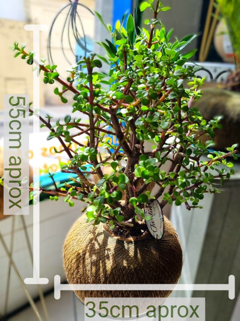 Jade Hembra AA (Grande) Tipo Bonsai
