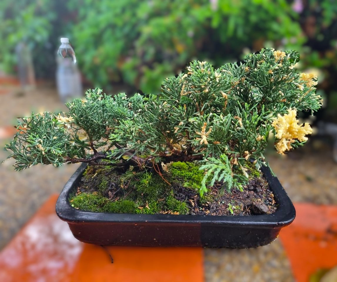 Bonsai Kurama Extra Grande