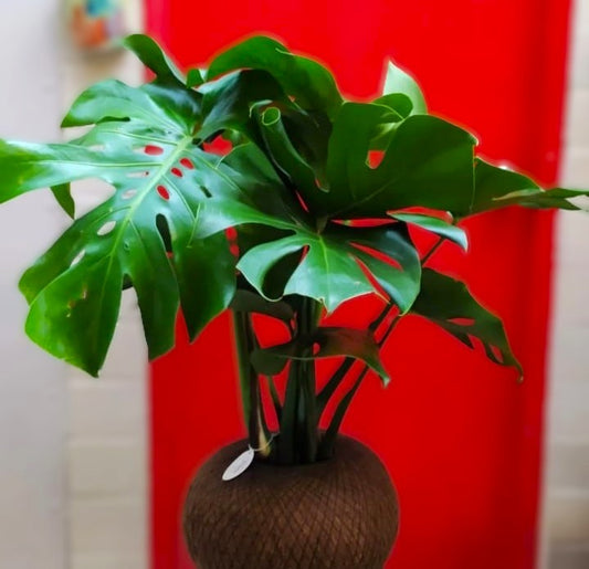 Monstera C (Pequeña Sencilla)