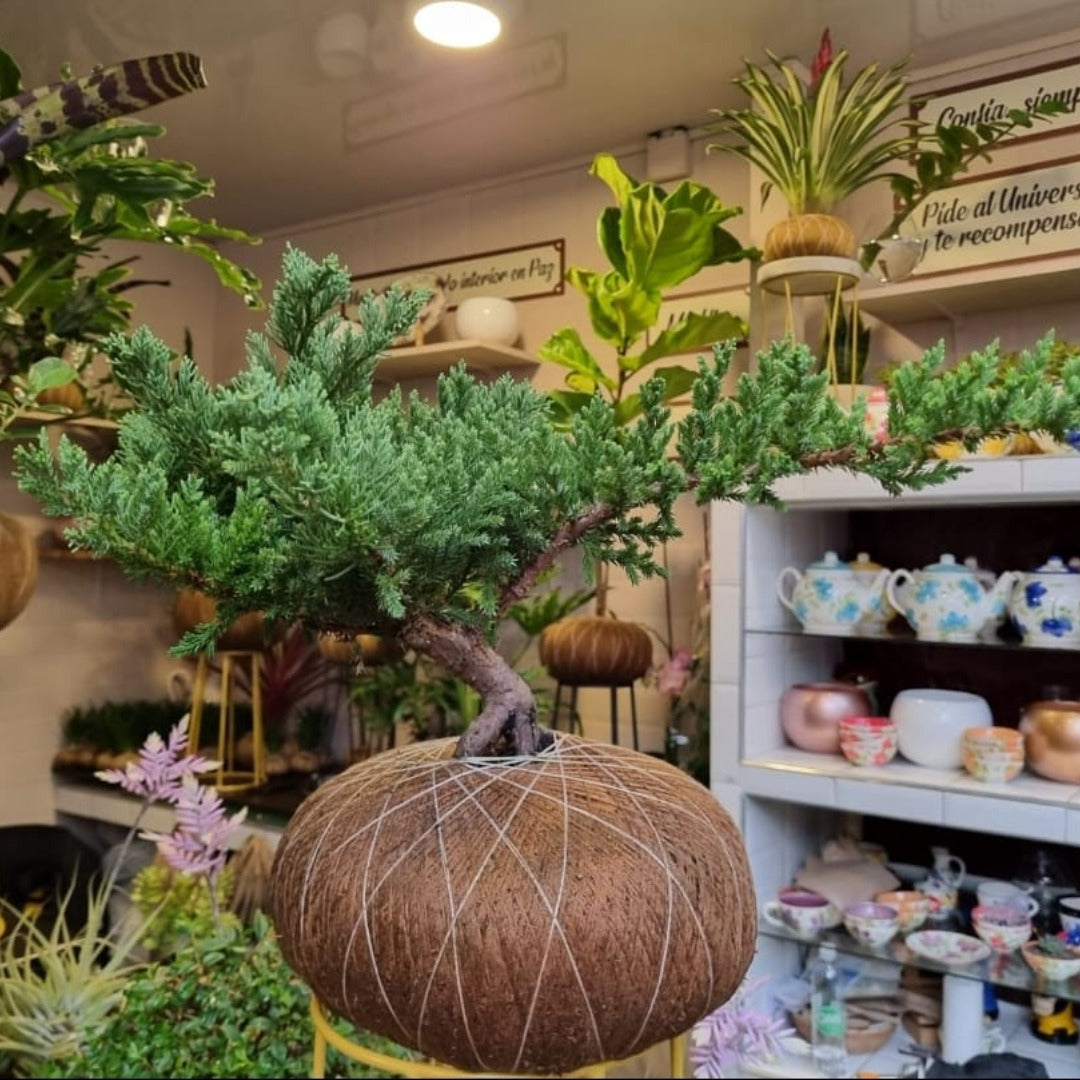 Bonsai Pino Rastrero Frondoso