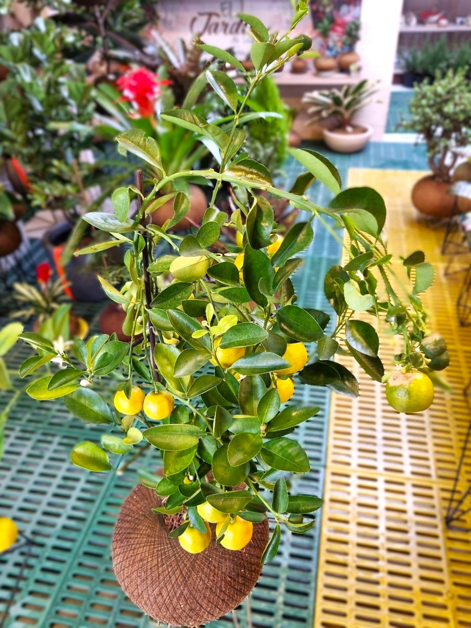 Naranjo B (Mediano)