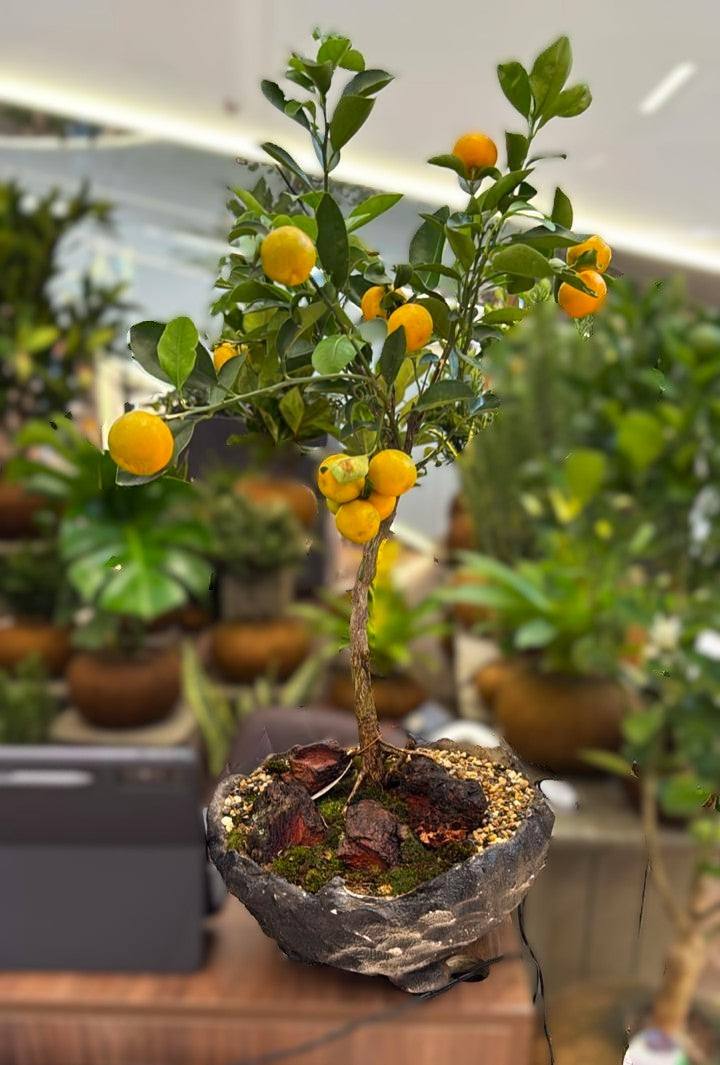 Naranjo C (Pequeño)