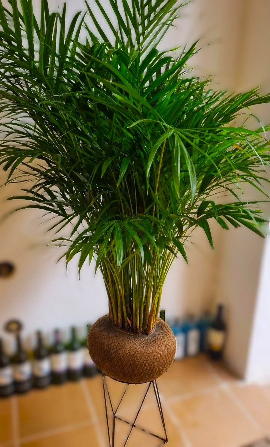 Palma Areca A (Grande)
