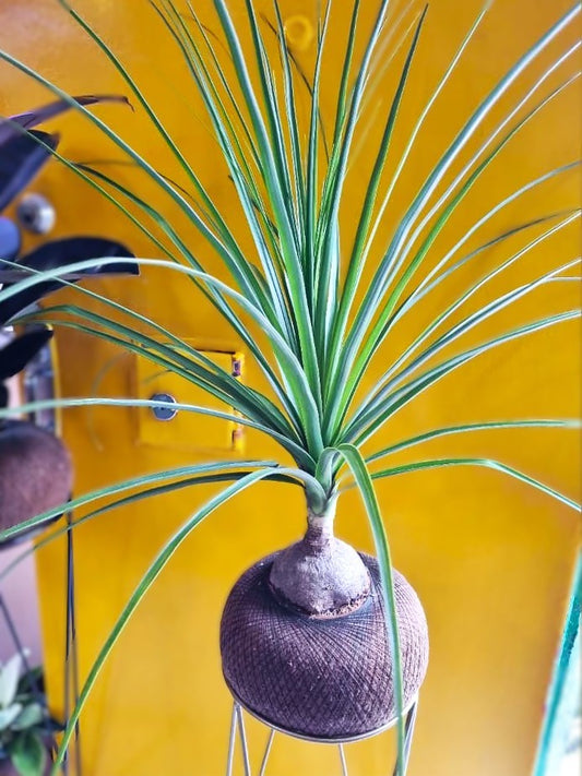 Palma Pony o Pata se Elefante