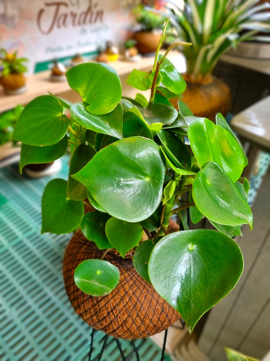 Peperomia