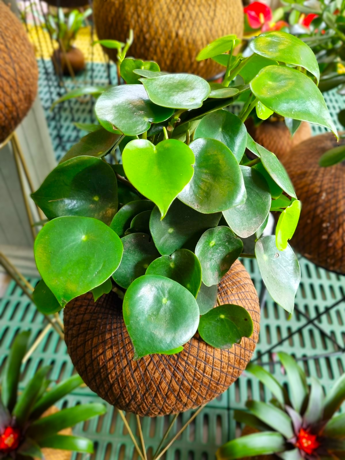 Peperomia