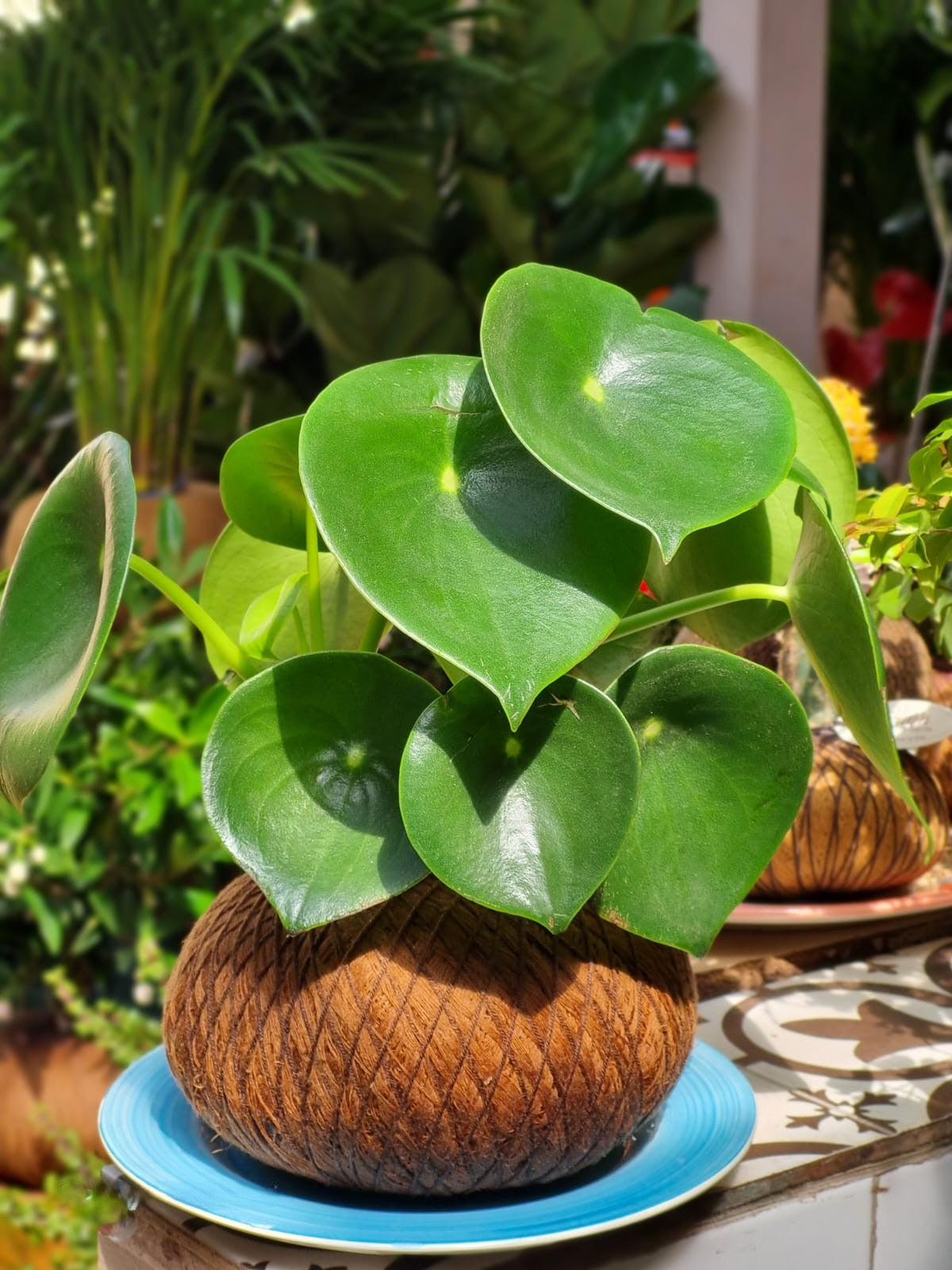 Peperomia