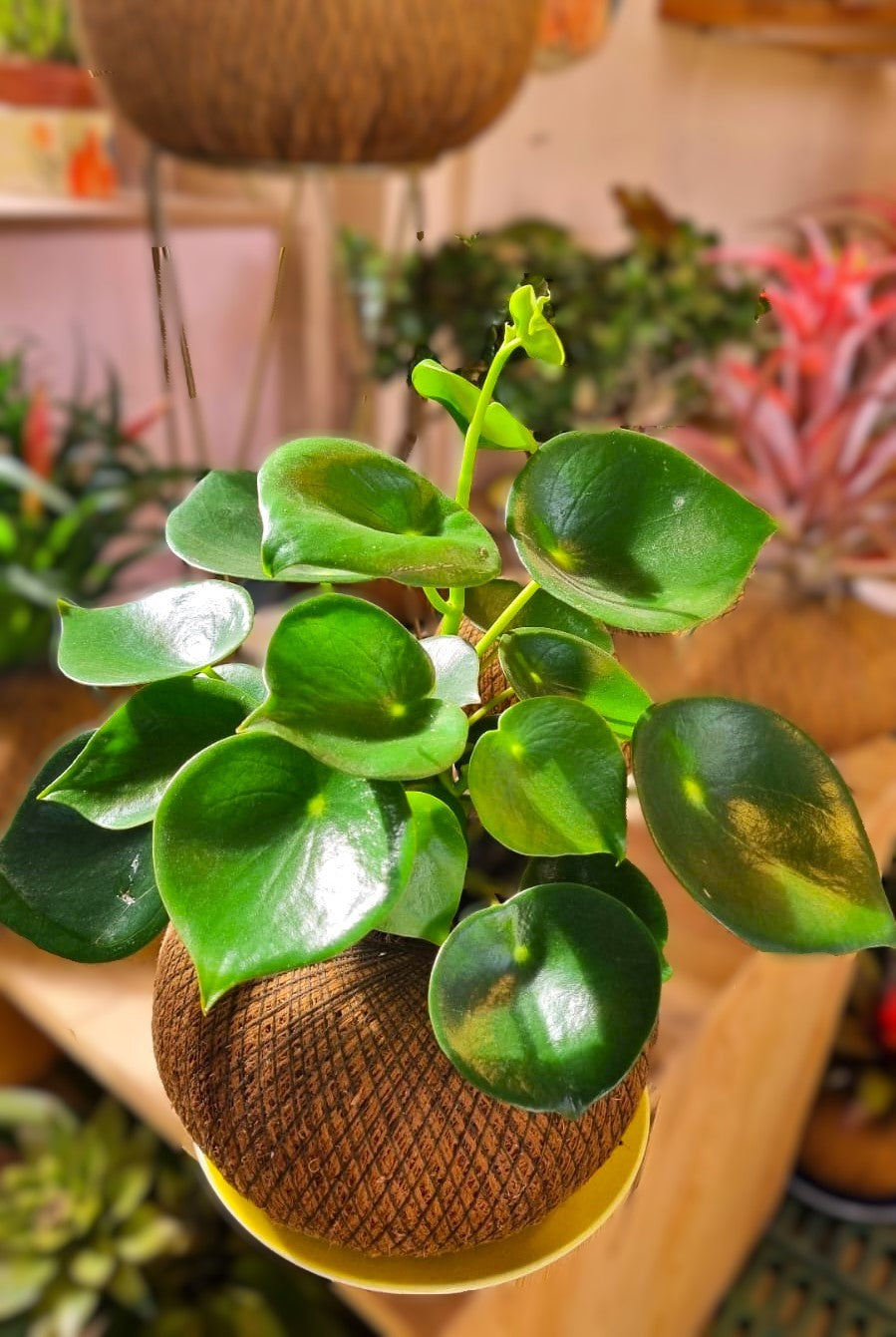 Peperomia