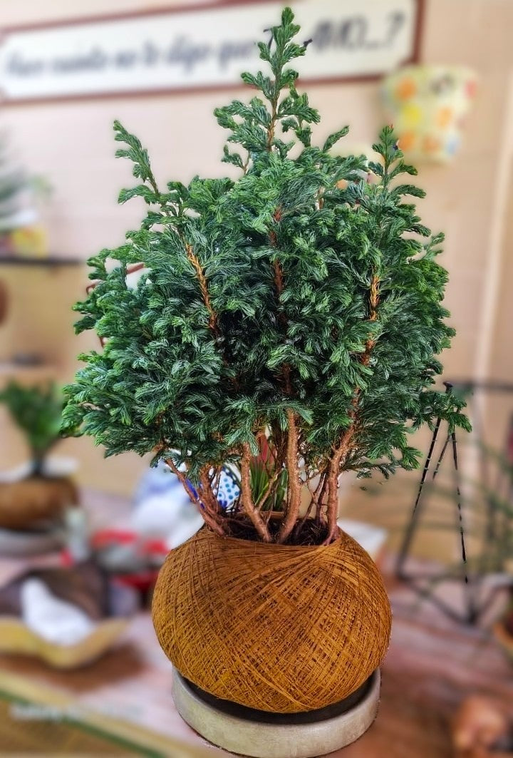 Pino Azul