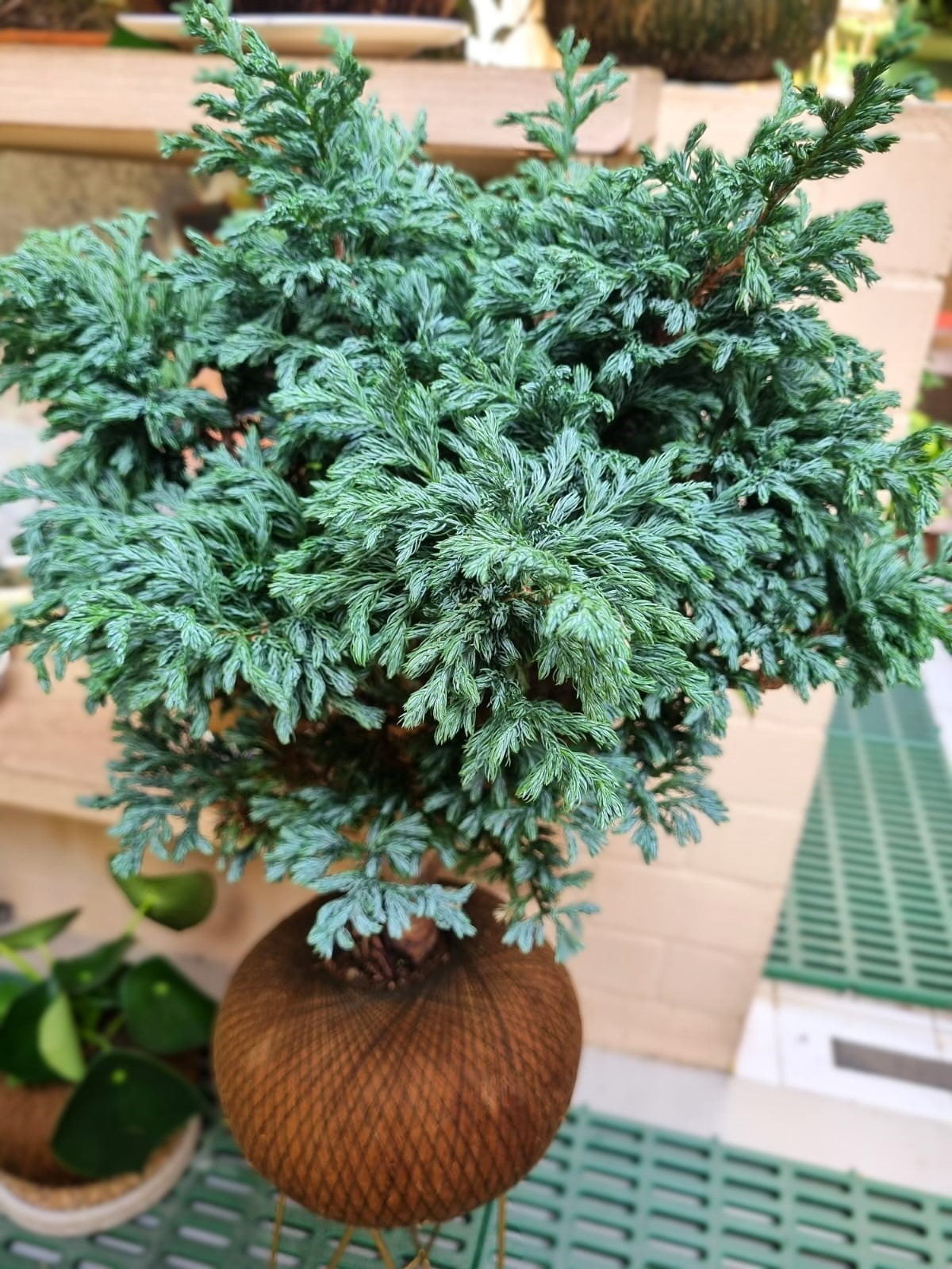 Pino Azul