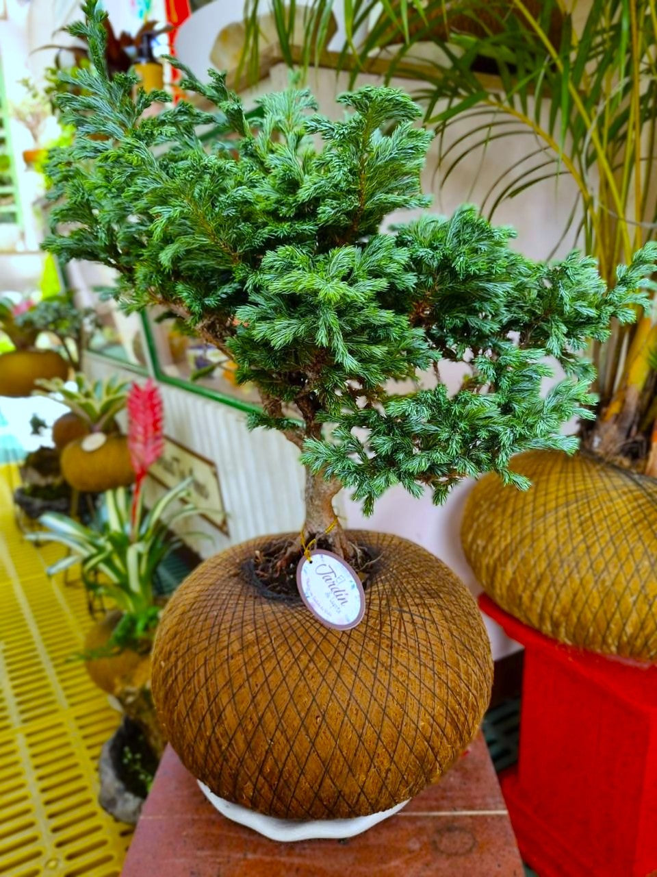 Pino Azul