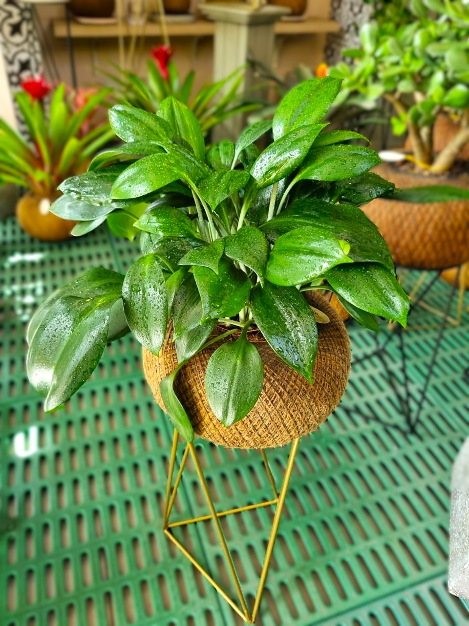 Planta Del Billete