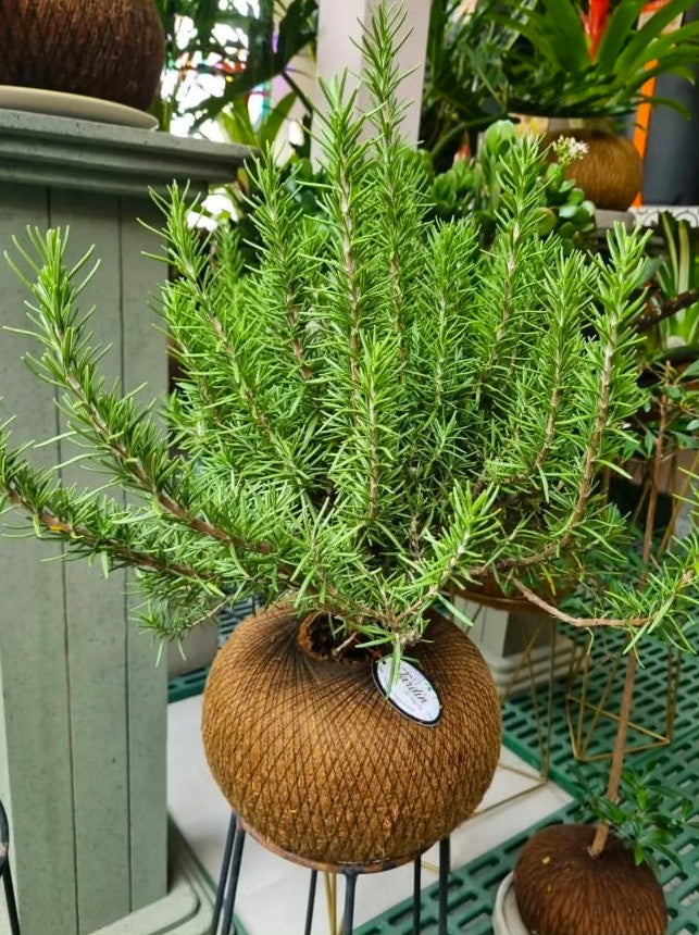 Bonsai Romero