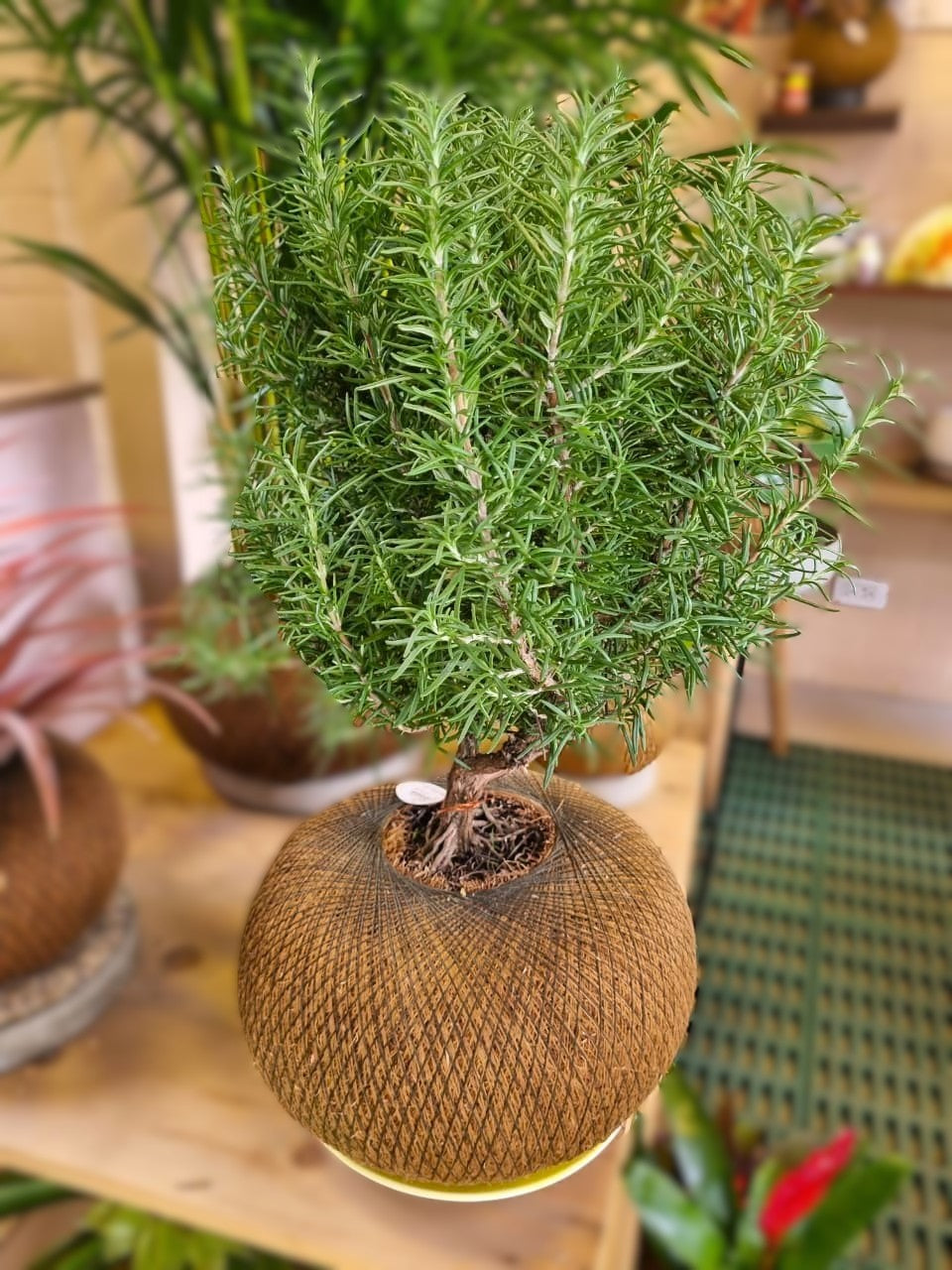 Bonsai Romero