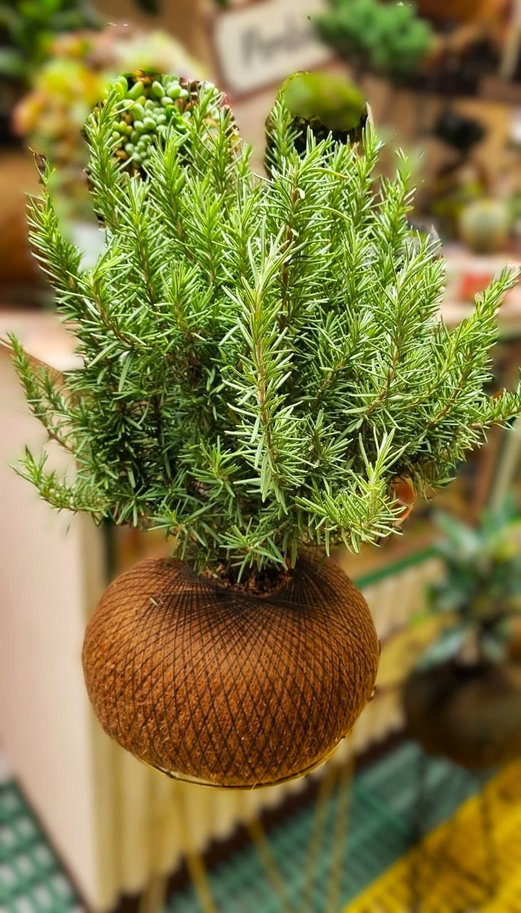 Bonsai Romero
