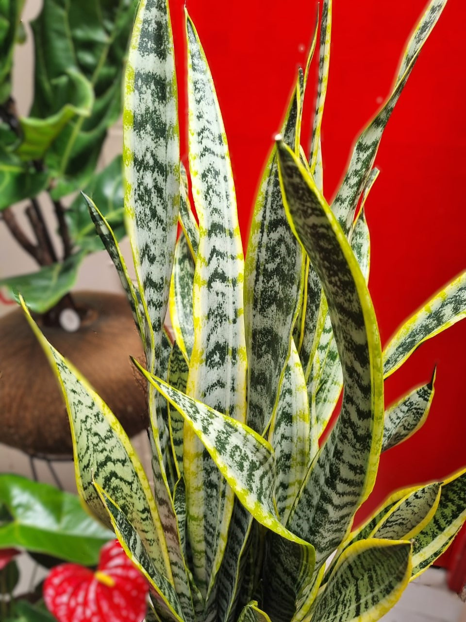 Sansevieria A (Grandes Triples)