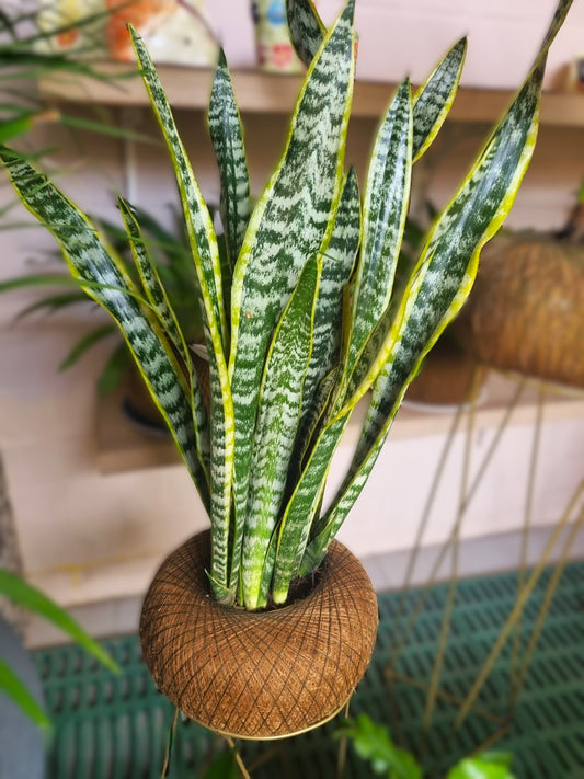 Sansevieria A (Grandes Triples)