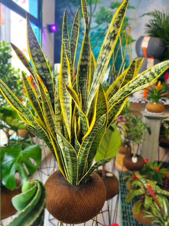 Sansevieria A (Grandes Triples)