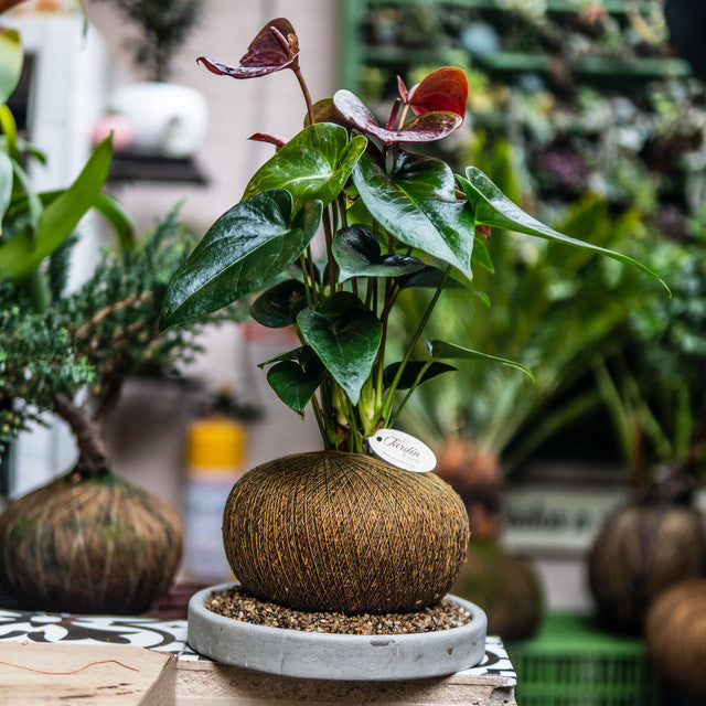Anturios (Rojos, Chocolate)