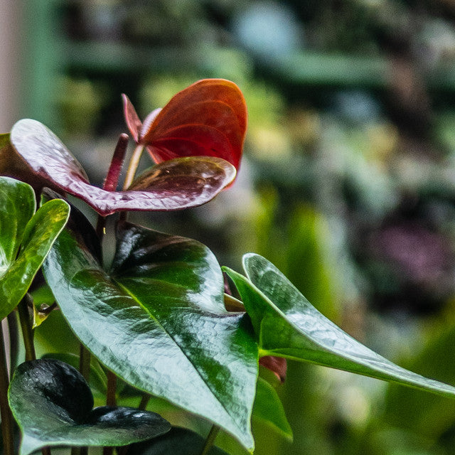 Anturios (Rojos, Chocolate)