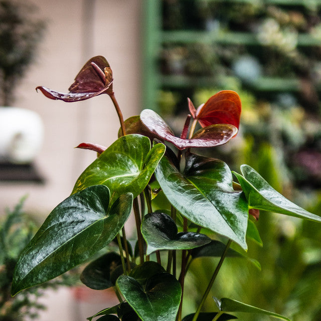 Anturios (Rojos, Chocolate)