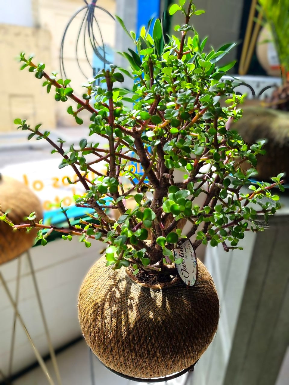 Jade Hembra AA (Grande) Tipo Bonsai