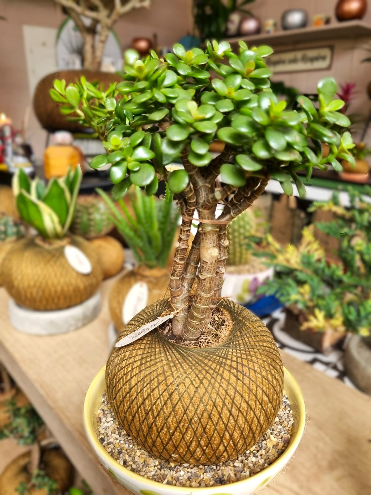 Jade Hembra C (Pequeño)