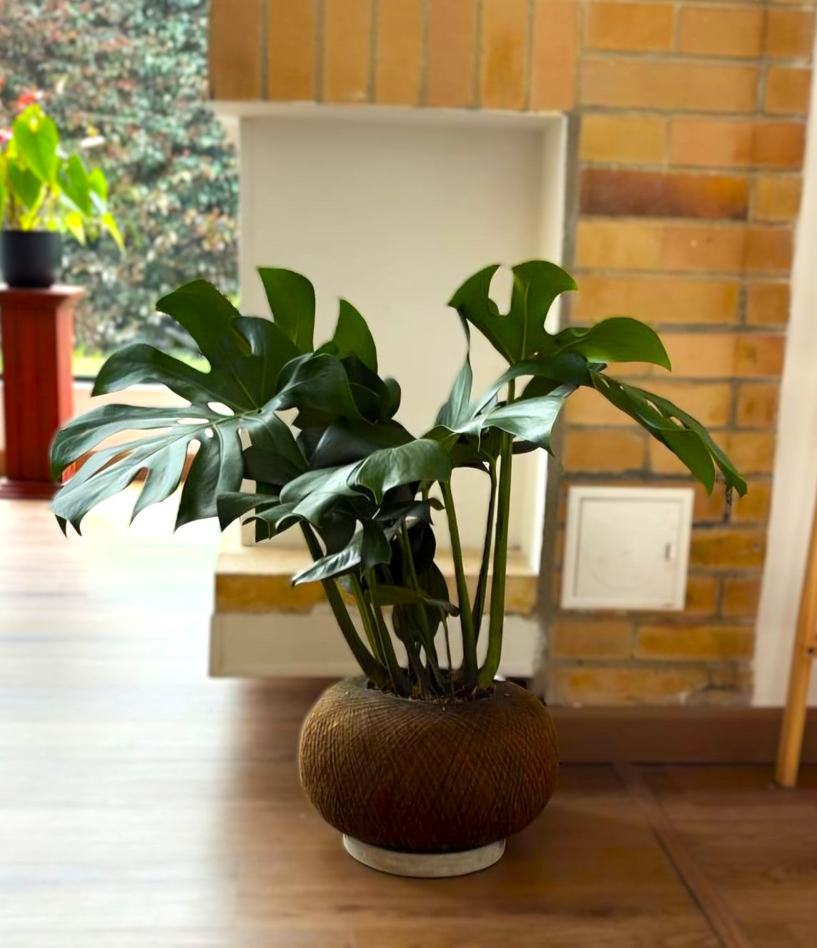 Monstera B (Mediana Doble)