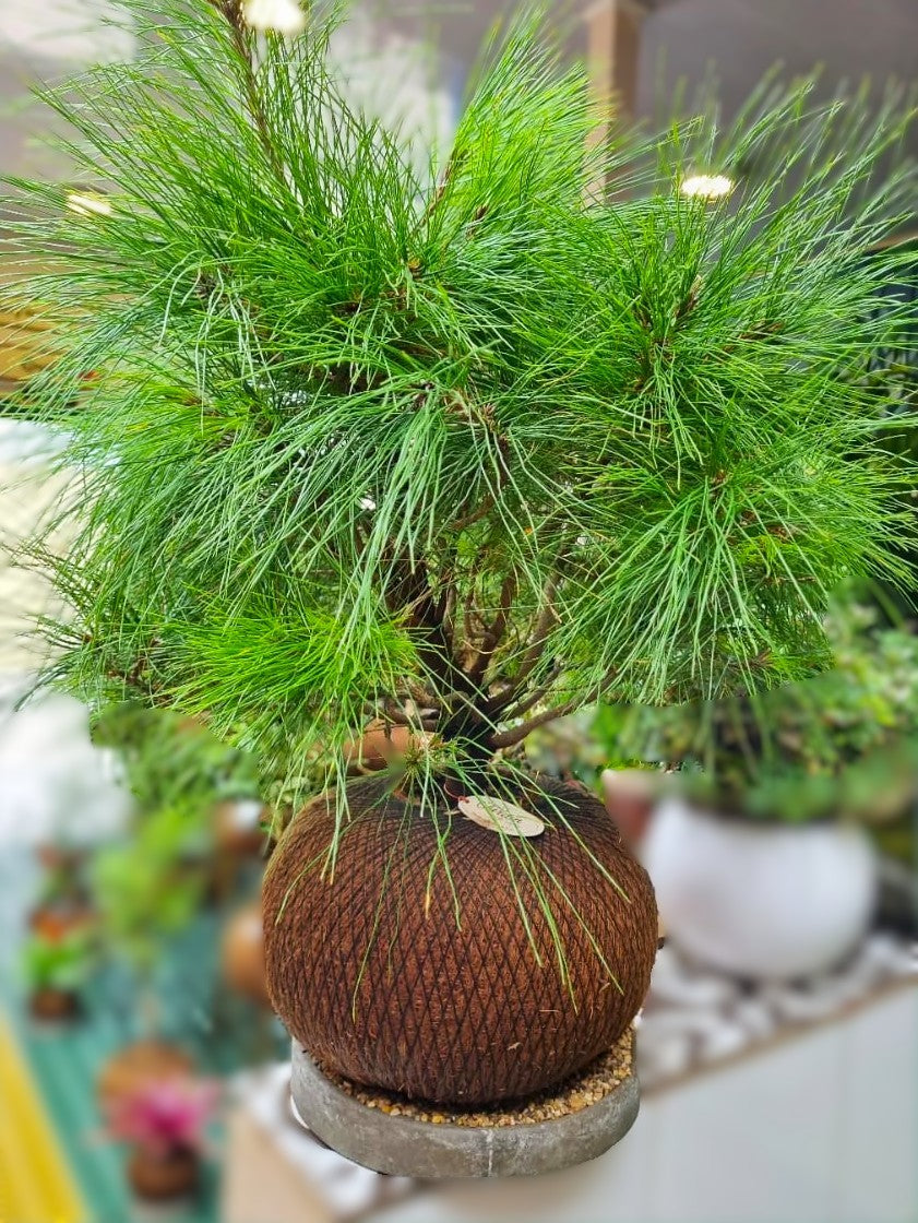 Bonsai Pino Patula