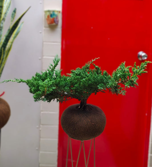 Bonsai Pino Rastrero Frondoso