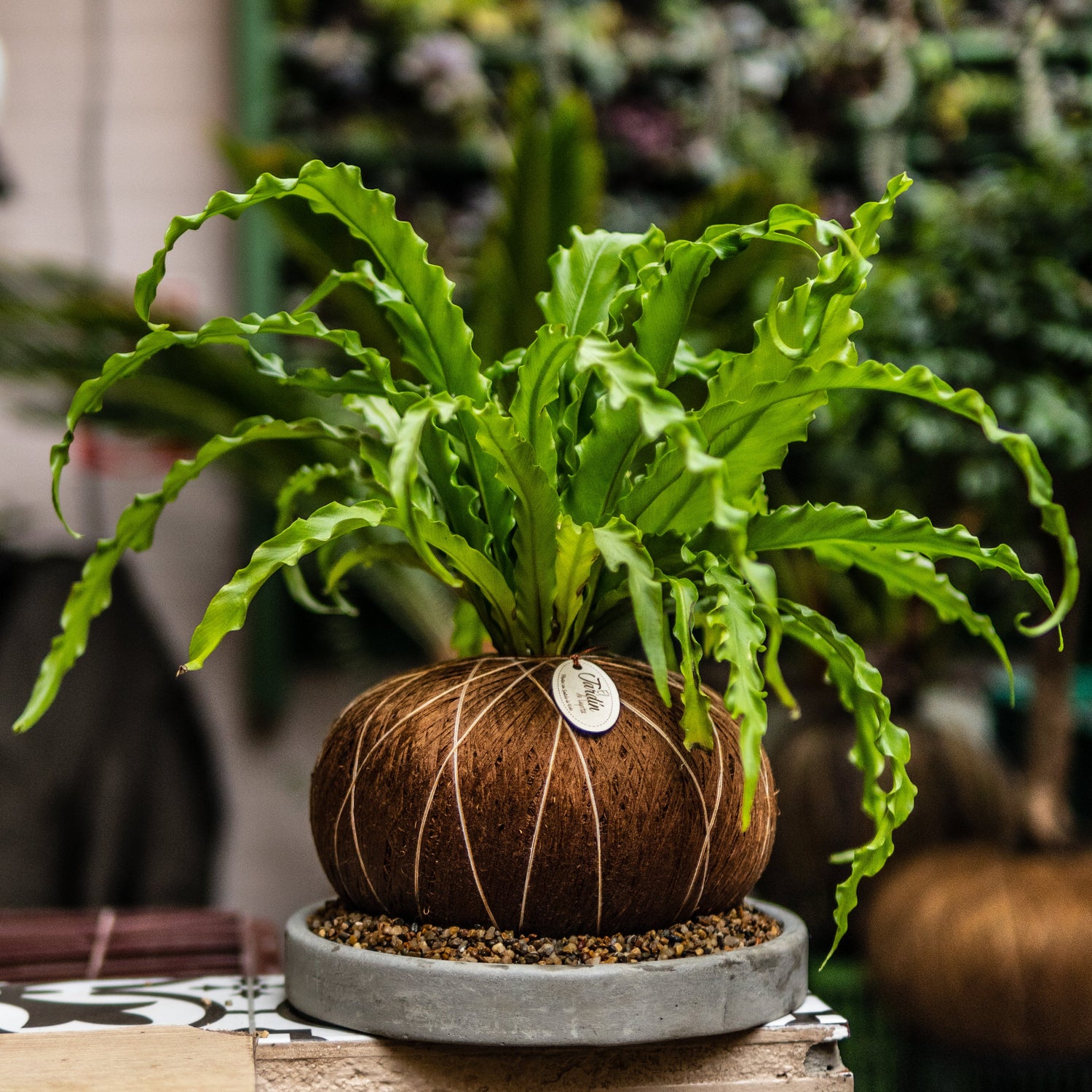Kokedama Tipo A (Grande)