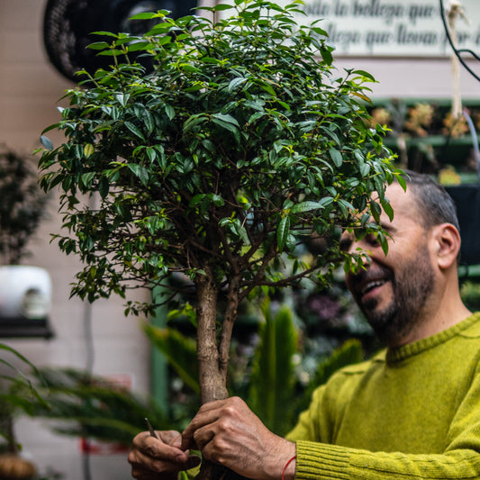 Bonsai Guayacan Frondoso