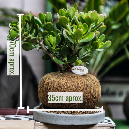 Jade Macho C (Pequeño)