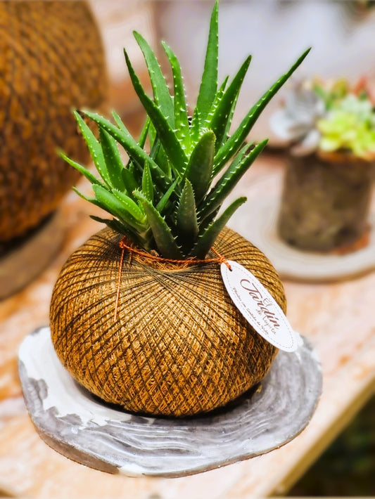 Aloe Vera C (Mini)