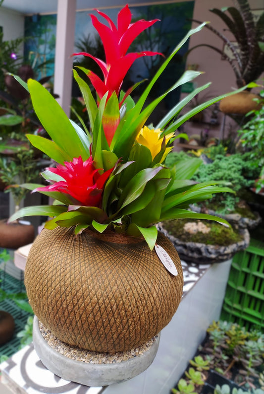 Bromelias AA (Triflora)