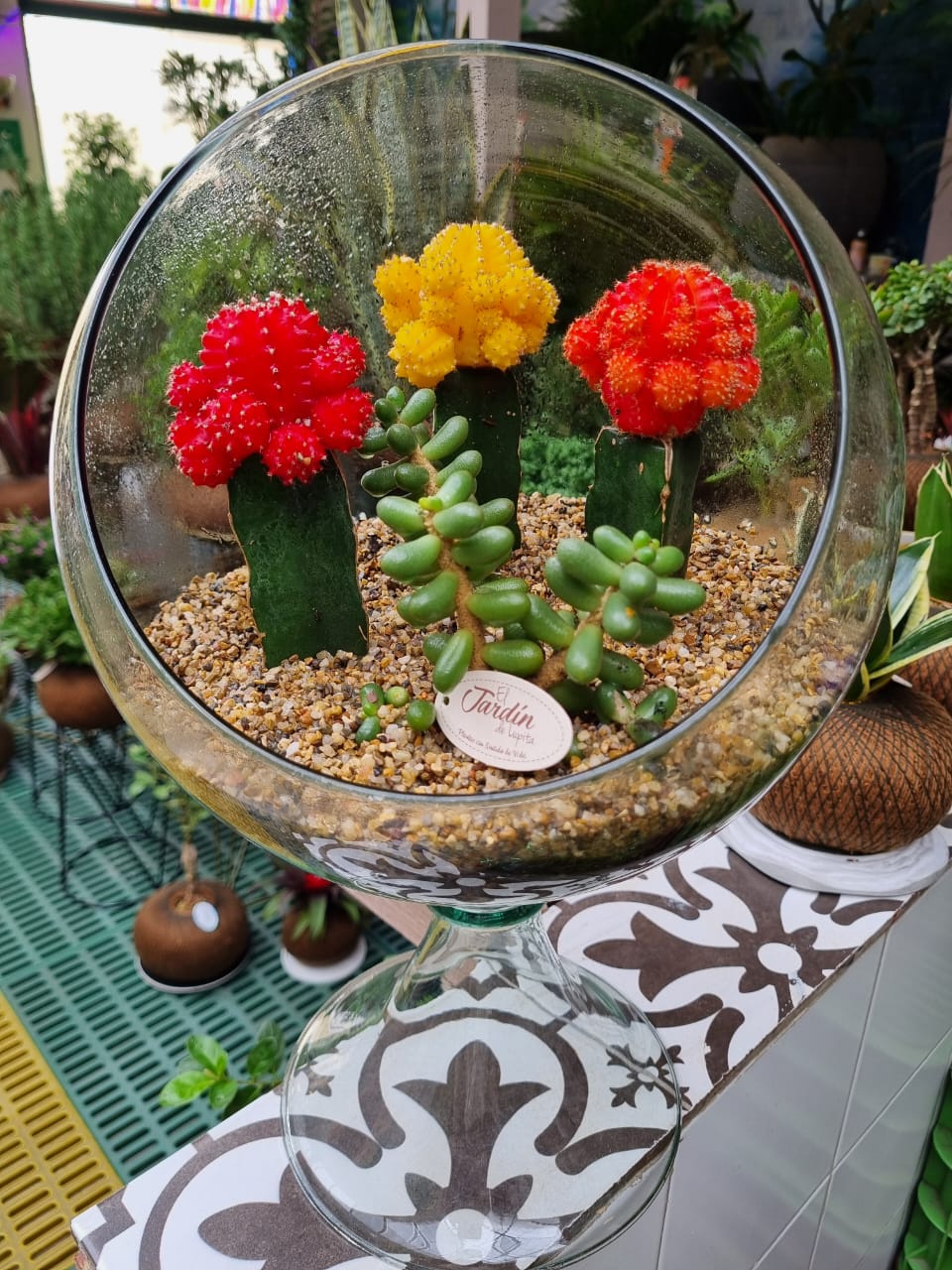 Cactus Koreano