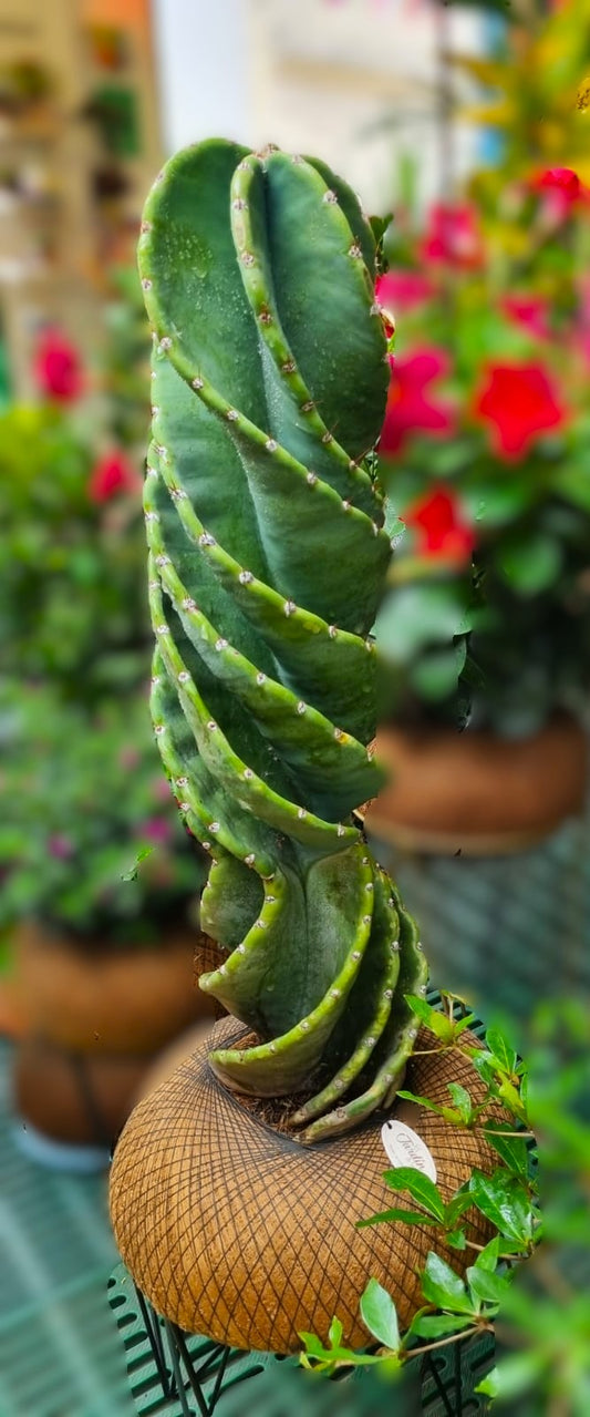 Cactus Tornillo