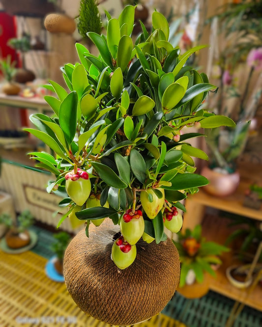 Camelia Andina A (Grande)