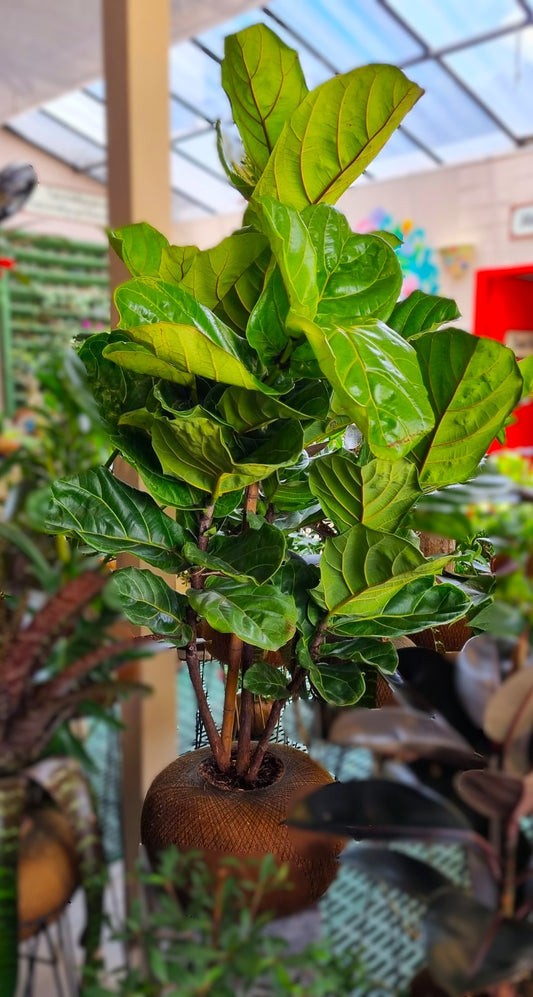 Ficus Elástica Caucho Negro