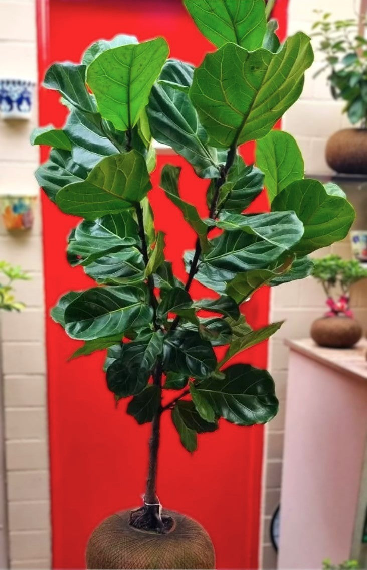 Ficus Elástica Caucho Negro