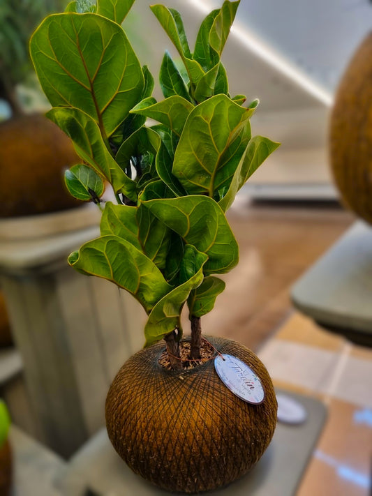 Ficus Pandurata Bambino