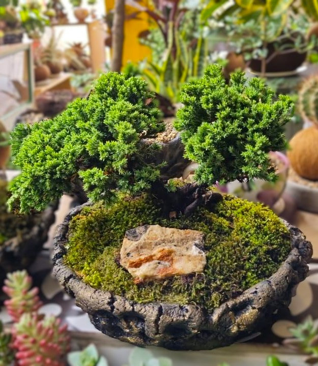 Bonsai Kurama Extra Grande