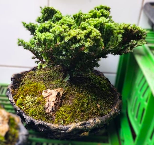 Bonsai Kurama Extra Grande