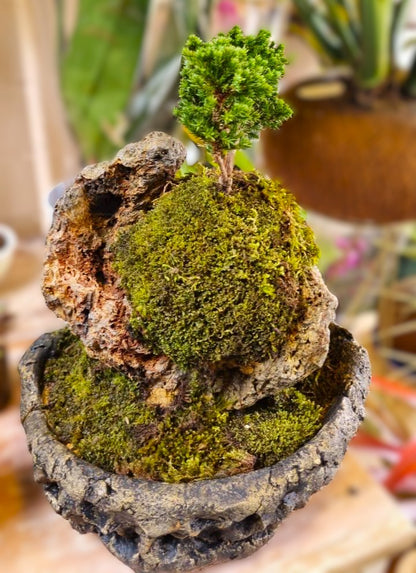 Bonsai Kurama Extra Grande