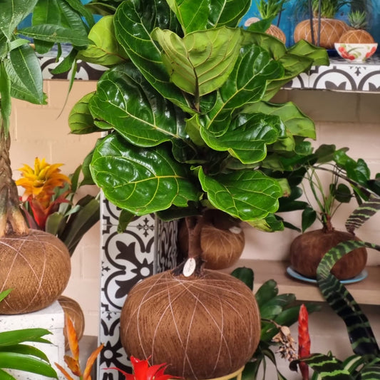 Ficus Pandurata 5 Tallos