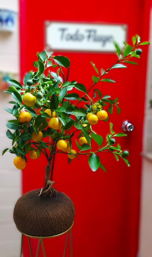 Naranjo C (Pequeño)