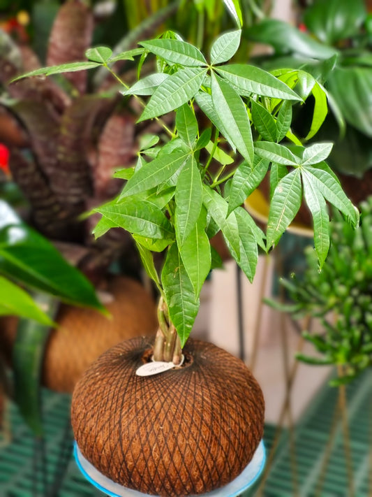 Pachira Acuática B (Mediana)