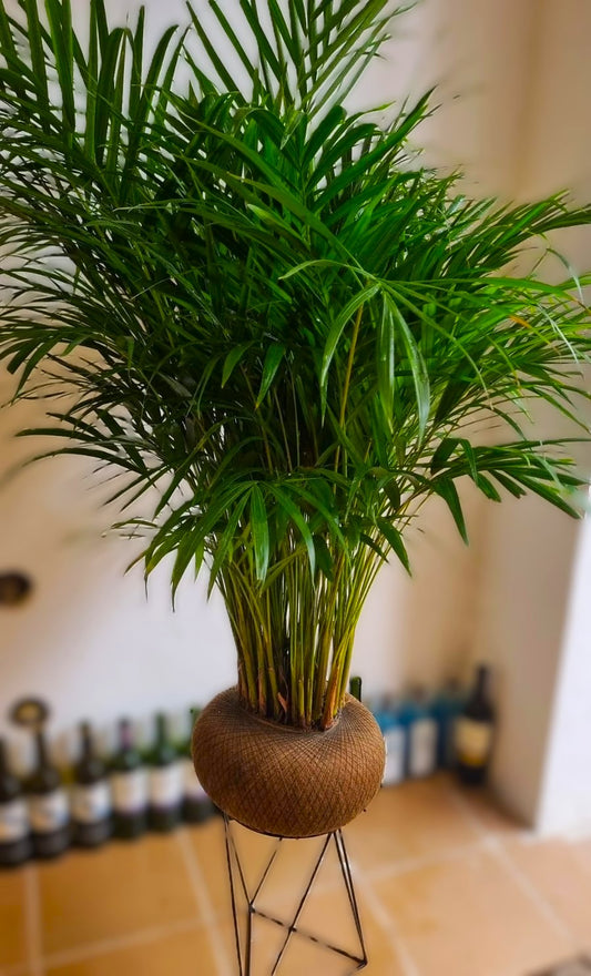 Palma Areca A (Grande)