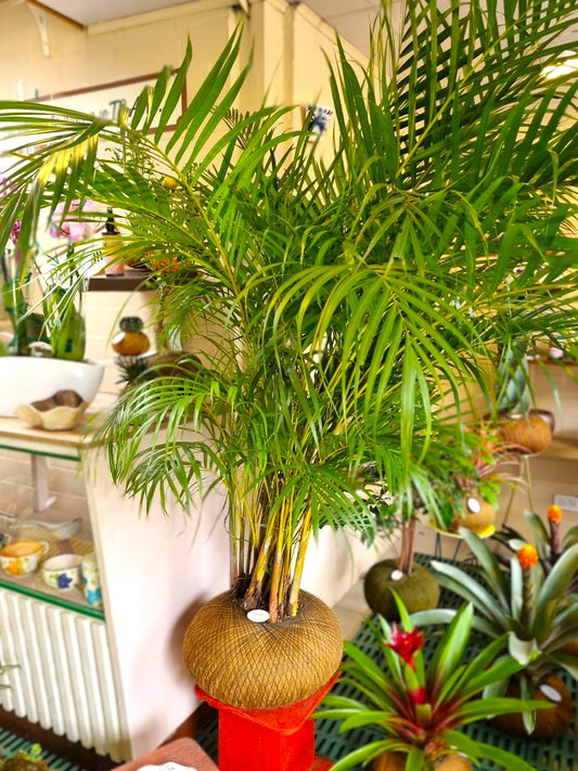 Palma Areca A (Grande)